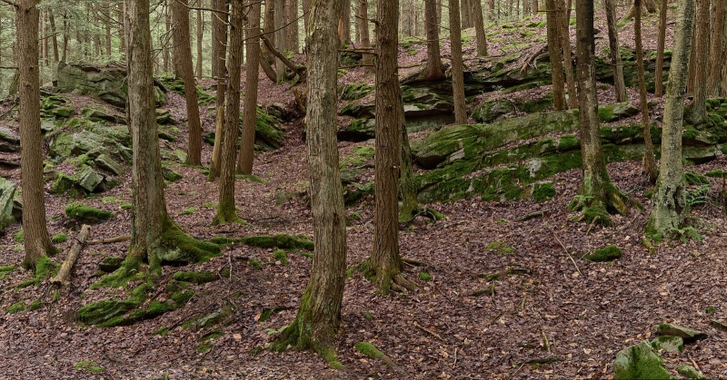 Rocks Shelf In The Trees