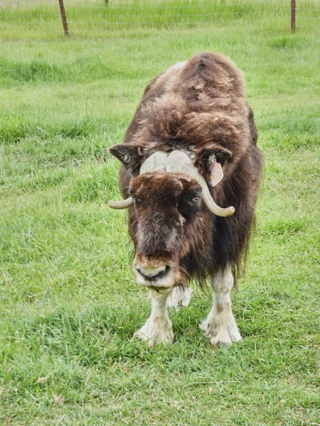 Luna, The Three Legged Musk Ox