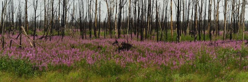 Fireweed Amongst Burnt Birch Trees