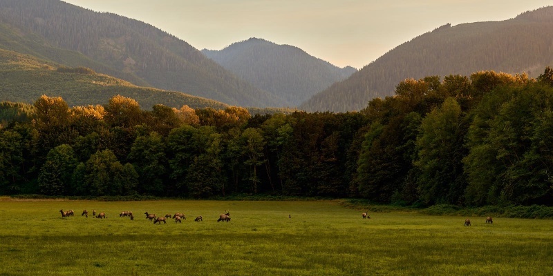 Elk Herd