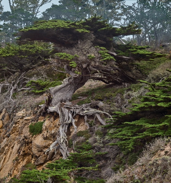 Old Veteran of Point Lobos