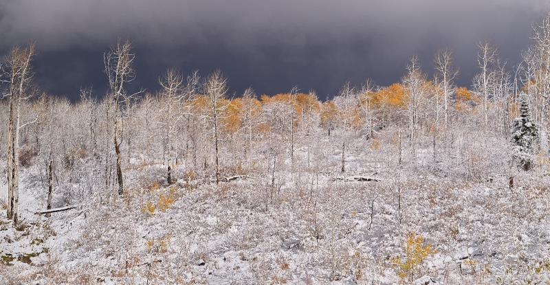 Snowy Trees