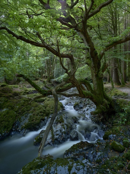 Old Oak Over Shimna River