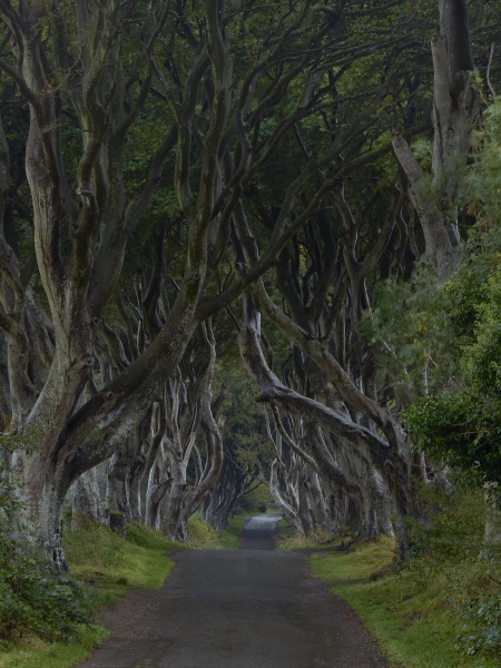 The Dark Hedges