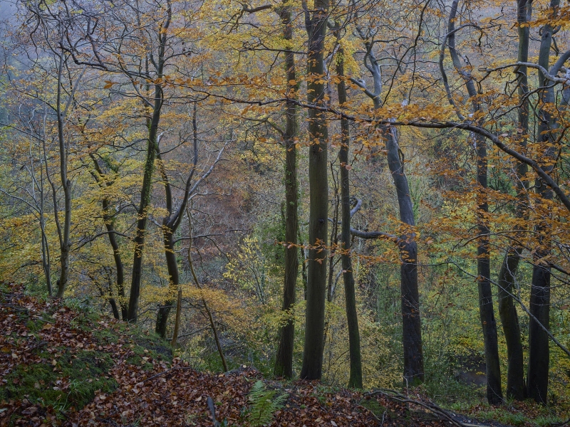 Falling Foss Woods