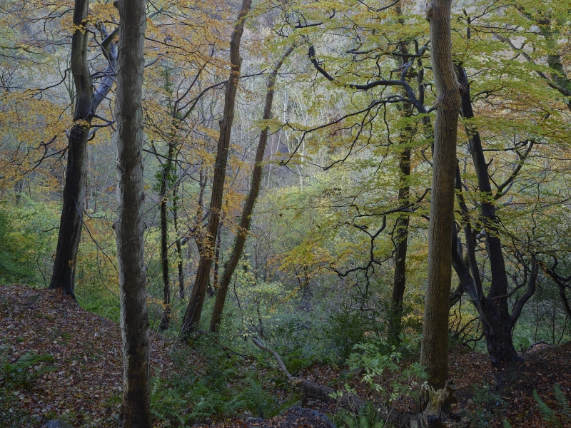 Falling Foss Woods