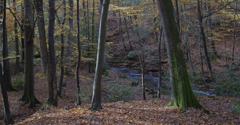 Falling Foss Woods