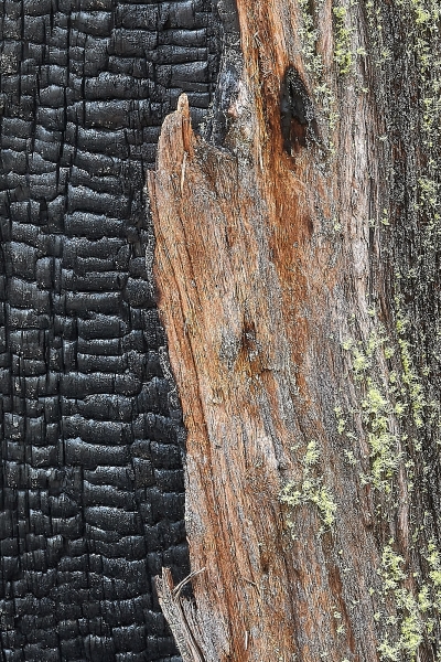 Burnt Cedar Tree Closeup, El Capitan Meadow, Yosemite National Park, California