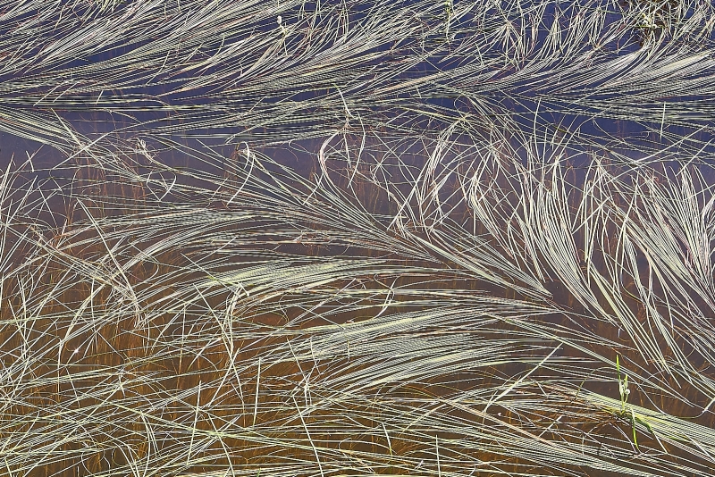 Water Grasses In Alpine Lake, Mosquito Lake, Highway 4, Stanislaus National Forest, California