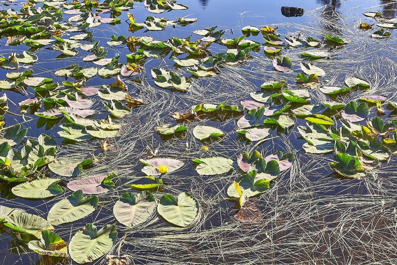 Lilly Pads In Alpine Lake, Mosquito Lake, Highway 4, Stanislaus National Forest, California
