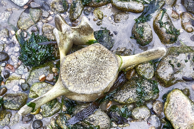 Whale Vertebra On Beach, Historic Lifeboat Station, Drakes Bay, Point Reyes National Seashore, California