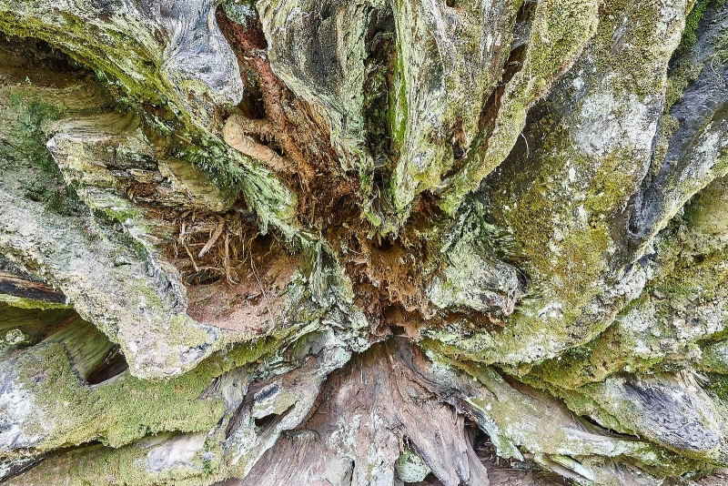 Downed Sequoia Root, Placer County Big Trees Grove, Tahoe National Forest, California