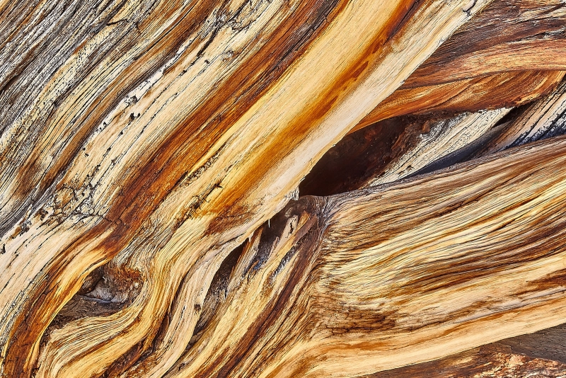 Bristlecone Pine Closeup, Ancient Bristlecone Pine Forest, Inyo National Forest, California