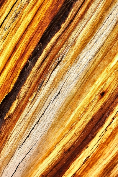 Bristlecone Pine Closeup, Ancient Bristlecone Pine Forest, Inyo National Forest, California