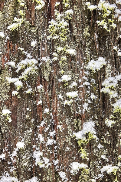 Snow, Lichen & Moss On Cedar Tree Bark, Southside Drive, Yosemite Valley, Yosemite National Park, California