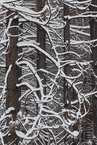 Curly Snow Covered Branches, Southside Drive, Yosemite Valley, Yosemite National Park, California