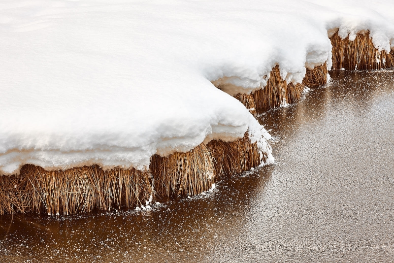 Show Coverd Grasses Along Frozen Creek, Cooks Meadow, Yosemite Valley, Yosemite National Park, California