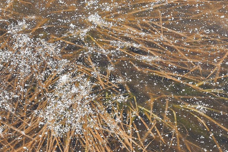 Grasses  In Show Covered Frozen Creek, Cooks Meadow, Yosemite Valley, Yosemite National Park, California
