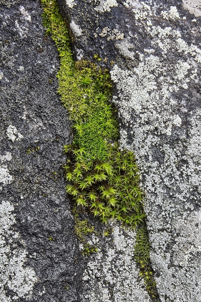 Lichens & Mosses On Rock, Yosemite Falls Trail, Yosemite Valley, Yosemite National Park, California
