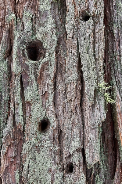 Twig Holes In Lichen & Moss Covered Cedar Tree Bark, Yosemite Falls Trail, Yosemite Valley, Yosemite National Park, California