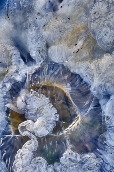 Jellyfish On Beach, Morro Bay Channel Beach, Morro Bay, California