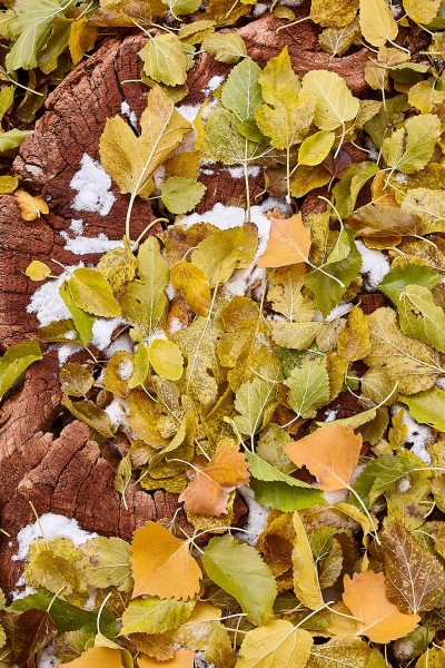 Leaves & Snow On Old Stump, Camp Ground Road Picnic Area, Capitol Reef National Park, Utah