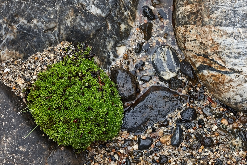 Small Plant in Rive Bed, Merced River Canyon, Sierra National Forest, California