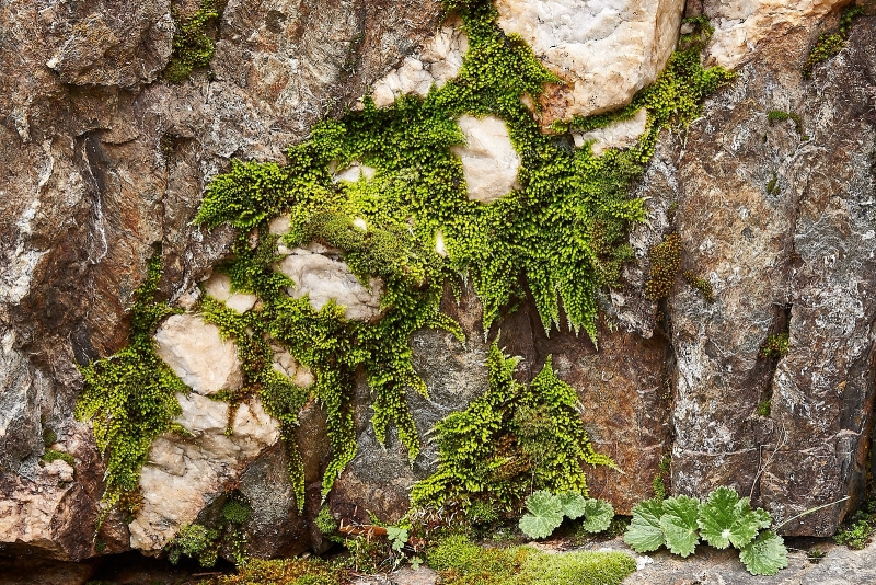 River Bank Hanging Garden, Merced River Canyon, Sierra National Forest, California