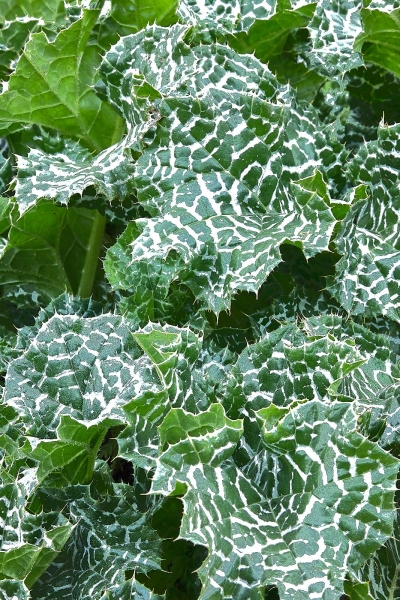 Milk Thistle, Garrapata State Beach, Notleys Landing, California