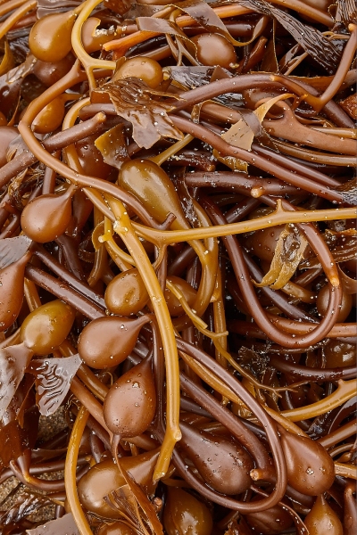 Kelp On Beach, Garrapata State Beach, Notleys Landing, California