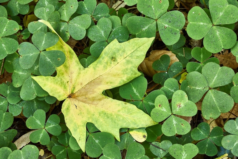 Fallen Maple Leaf In Clover, Heritage Grove Trail, San Mateo County, California