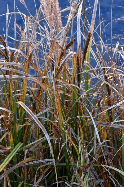 Shore Grasses, Crystal Lake, Million Dollar Hwy, Uncompahgre National Forest, Colorado