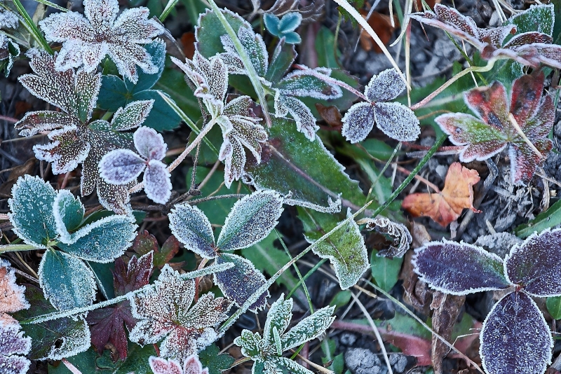 Frosted Ground Plants, Crystal Lake, Million Dollar Hwy, Uncompahgre National Forest, Colorado