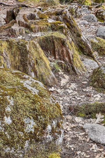Moss Covered Stumps &; Rocks, Happy Isles, Yosemite Valley, Yosemite National Park, California