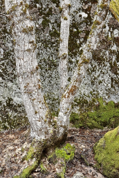 Lichen & Moss Covered Tree In Front Of Lichen & Moss Covered Wall, Happy Isles, Yosemite Valley, Yosemite National Park, California