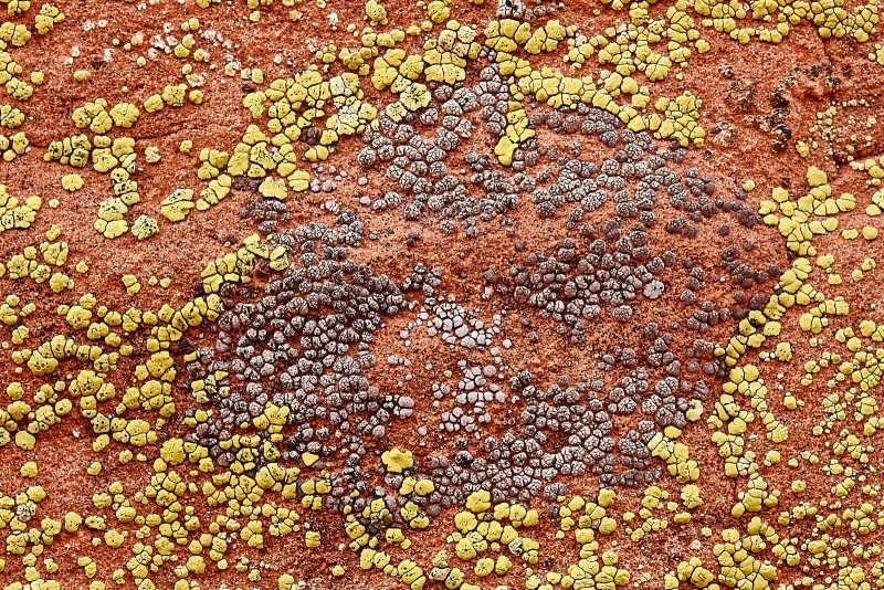 Desert Lichens, Petroglyph Canyon Trail, Valley Of Fire State Park, Nevada