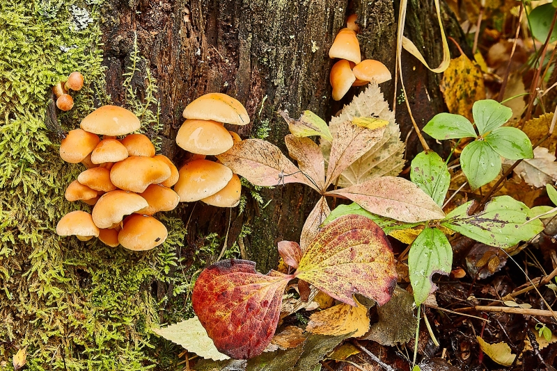 Fall Forest Plants, Kincaid Park, Anchorage, Alaska
