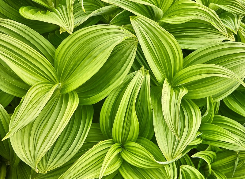 Corn Lily, Turnagain Pass, Kenai Peninsula, Alaska