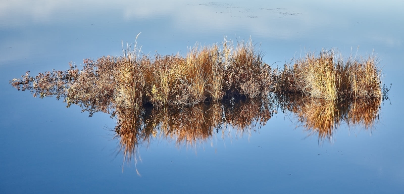 Island Of Grass, Potter Marsh, Anchorage, Alaska