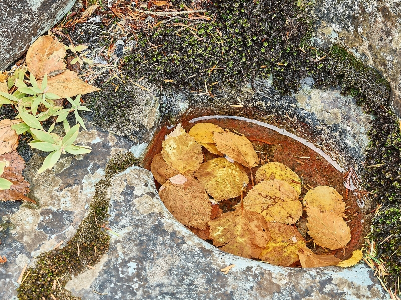 Fall Leaves In Wash Pot In Rock, McDonald Creek, Sacred Dancing Cascade, Glacier National Park, Montana