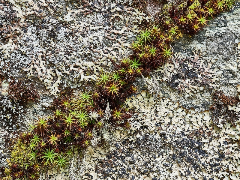 Lichens & Mosses On Rock, McDonald Creek, Sacred Dancing Cascade. Glacier National Park, Montana