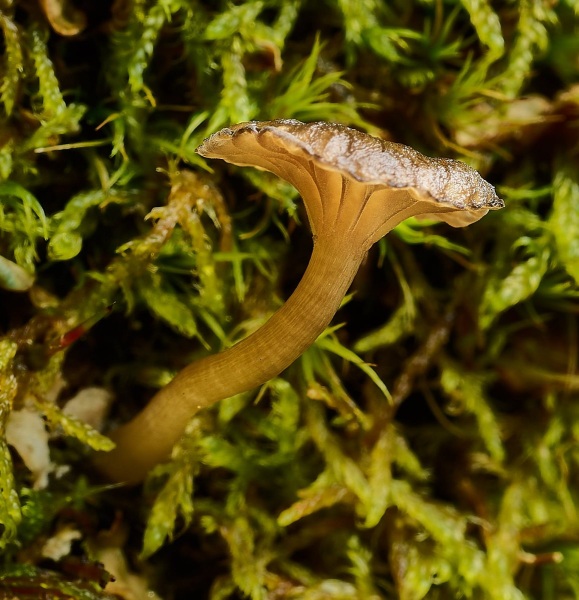 Small Mushroom On Rock Wall, McDonald Creek, Sacred Dancing Cascade, Glacier National Park, Montana