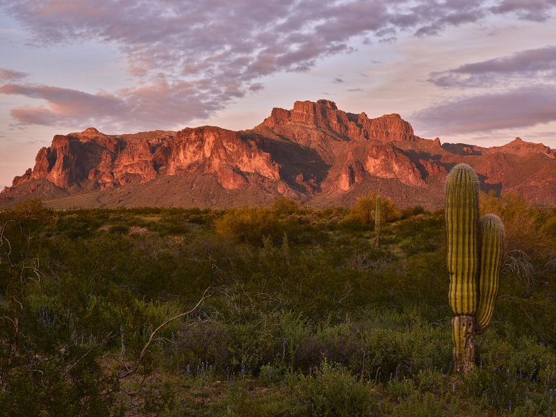 Superstition Mountains Cougar