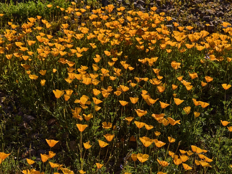 Wildflowers & Picacho Peak