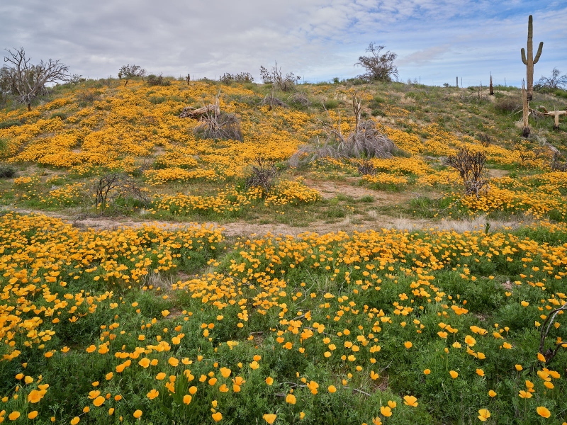 Desert Wildflowers