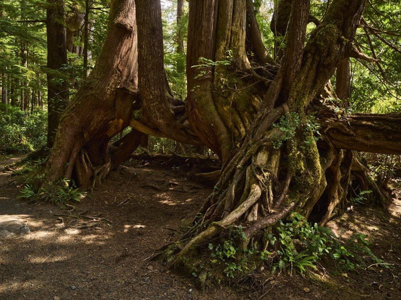 Jumbled Tree Roots San Josef Trail Forest