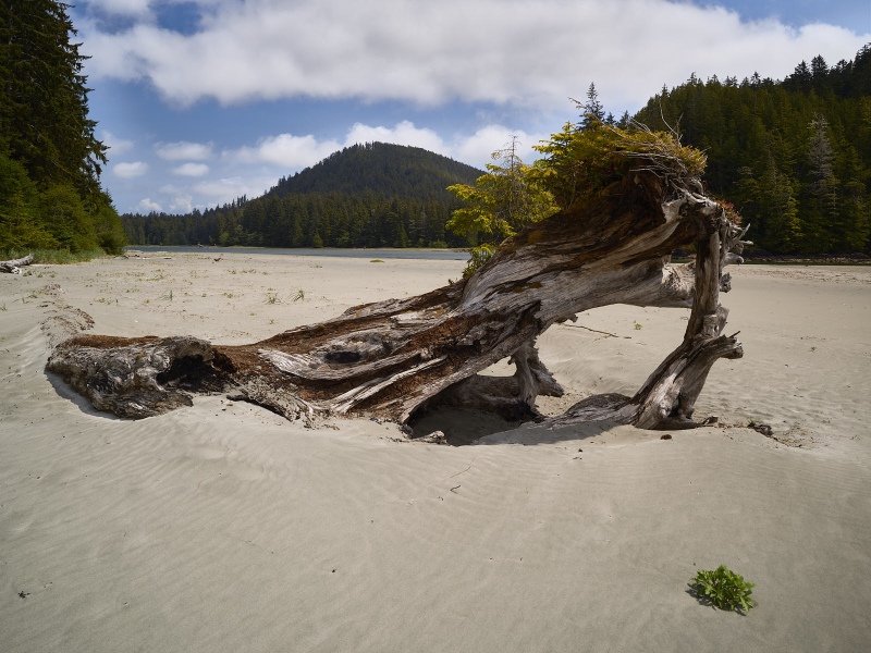 Old Washed Up Tree San Josef Beach