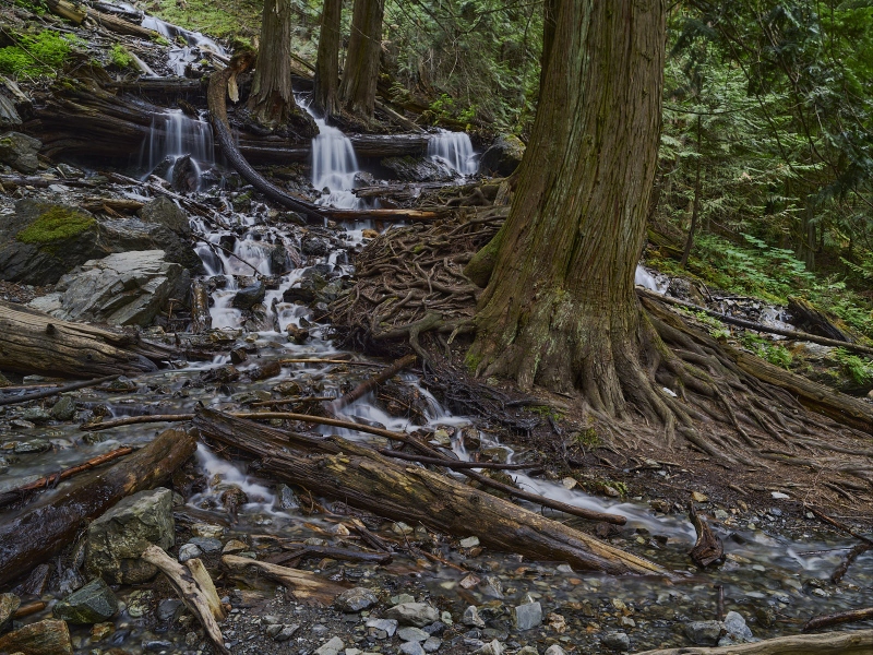 Riverbed Trees