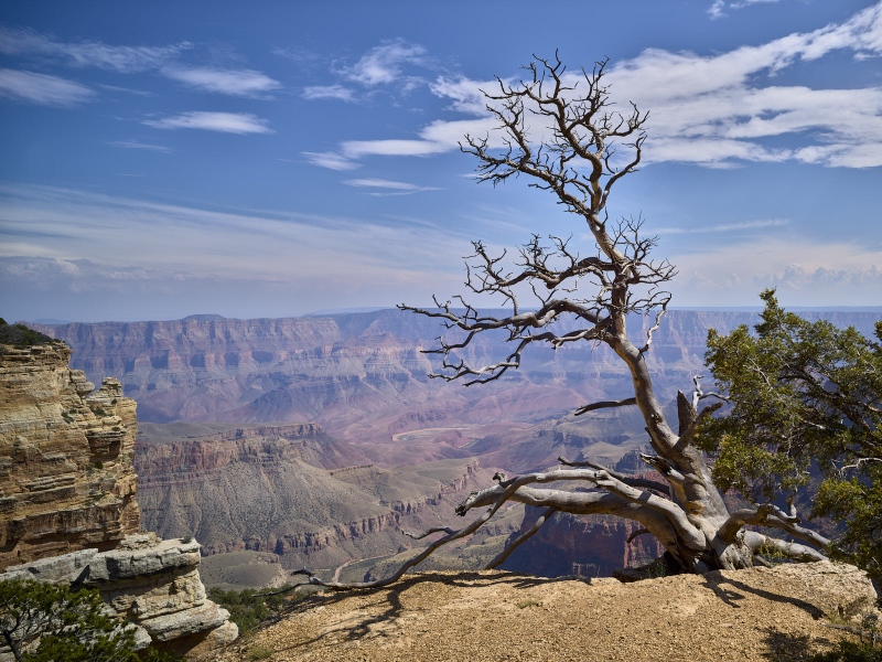 Old Dead Tree Overlooking Canyon And Colorado River