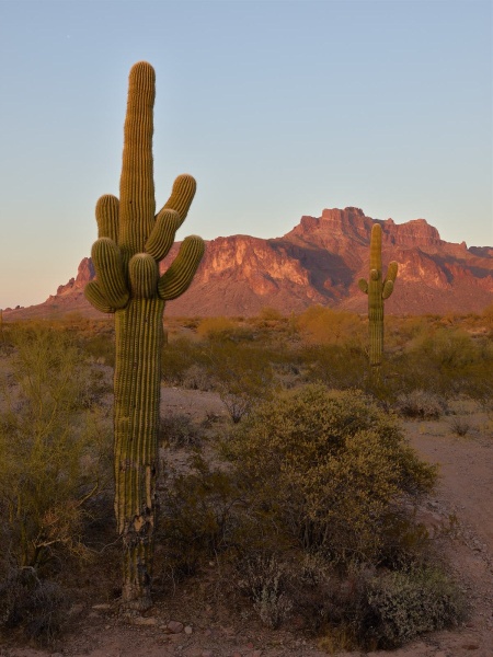 Superstition Mountain Cougar